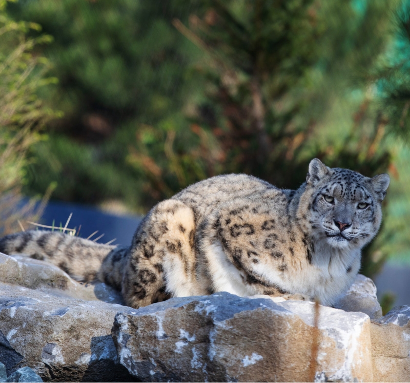 Snow Leopard