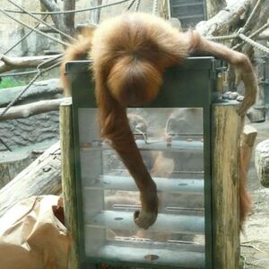 Ape Feeding Machine